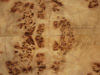 Poplar burl